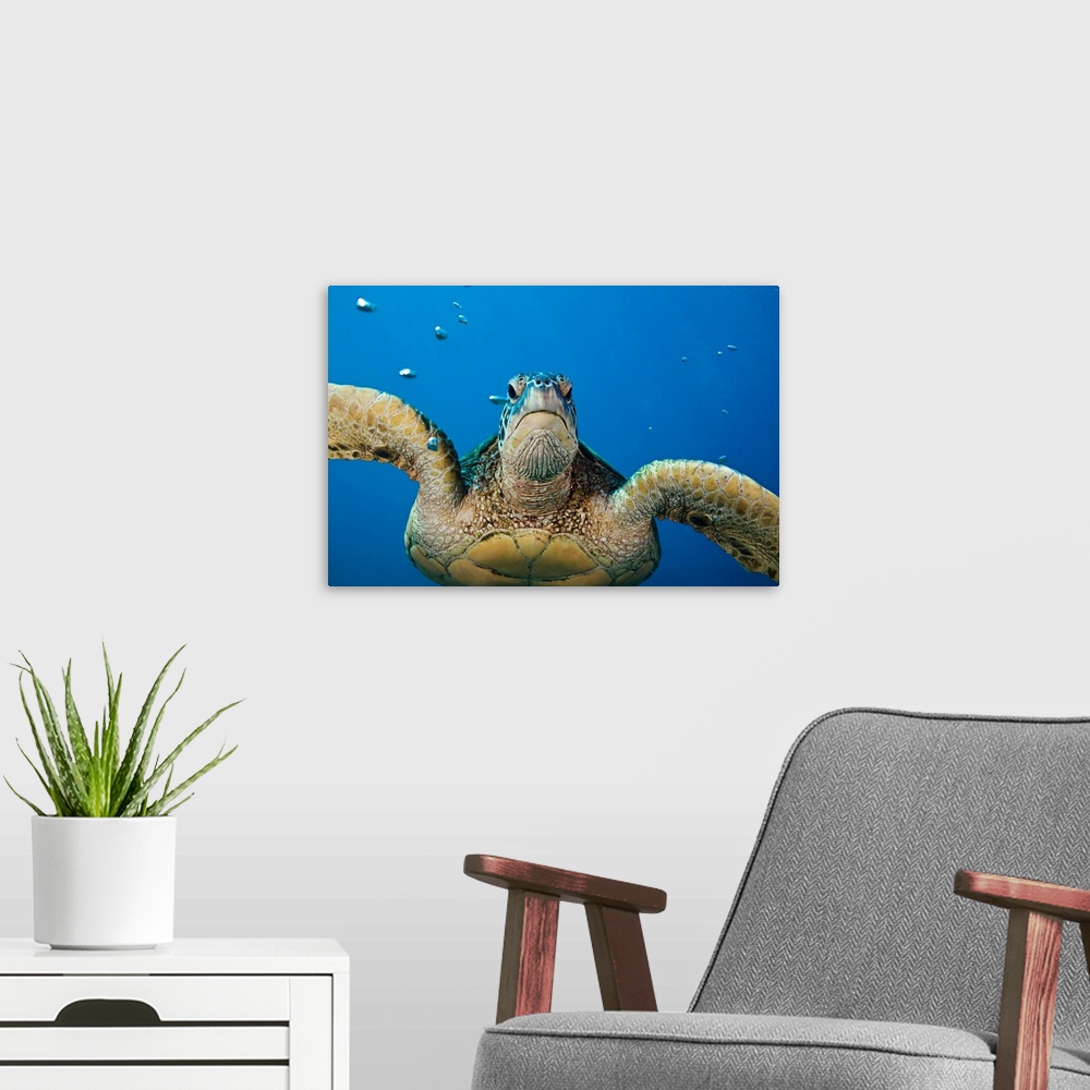 A modern room featuring Green Sea Turtle (Chelonia Mydas)