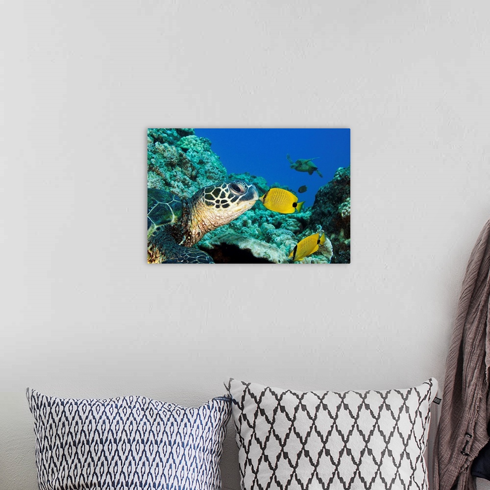 A bohemian room featuring Green Sea Turtle (Chelonia Mydas) And A Butterfly Fish