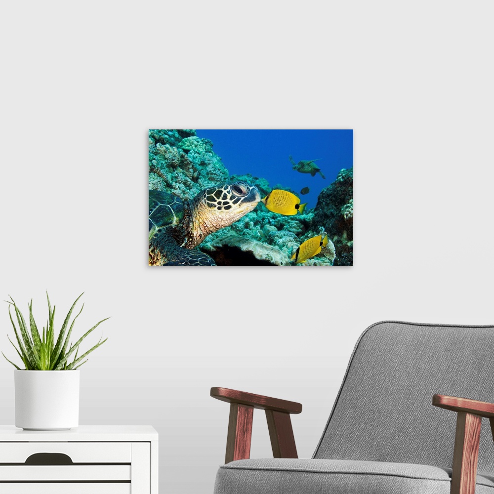 A modern room featuring Green Sea Turtle (Chelonia Mydas) And A Butterfly Fish