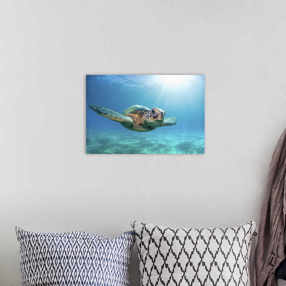 A bohemian room featuring Close-up of a green sea turtle (chelonia mydas) swimming in turquoise waters and looking at the c...