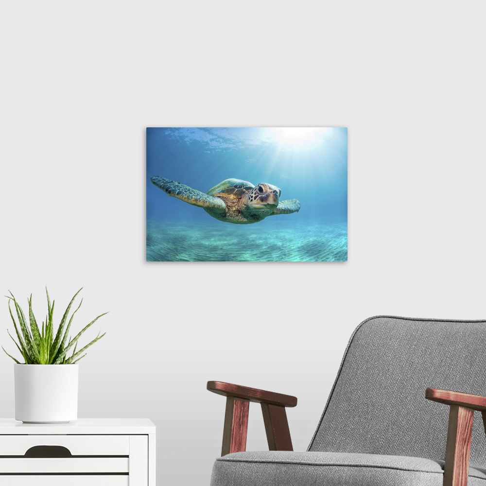 A modern room featuring Close-up of a green sea turtle (chelonia mydas) swimming in turquoise waters and looking at the c...
