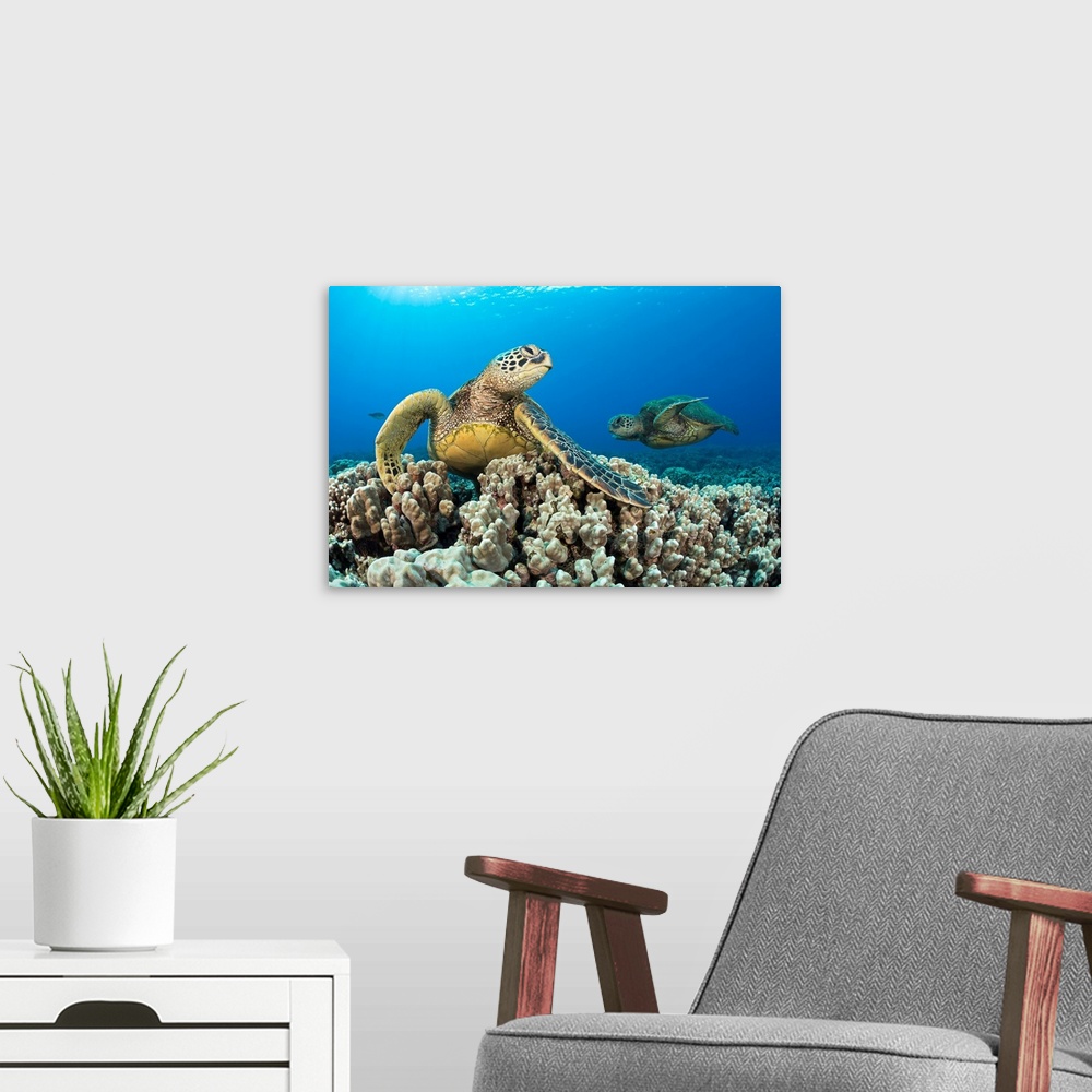 A modern room featuring Green sea turtles (Chelonia mydas), an endangered species, Maui, Hawaii