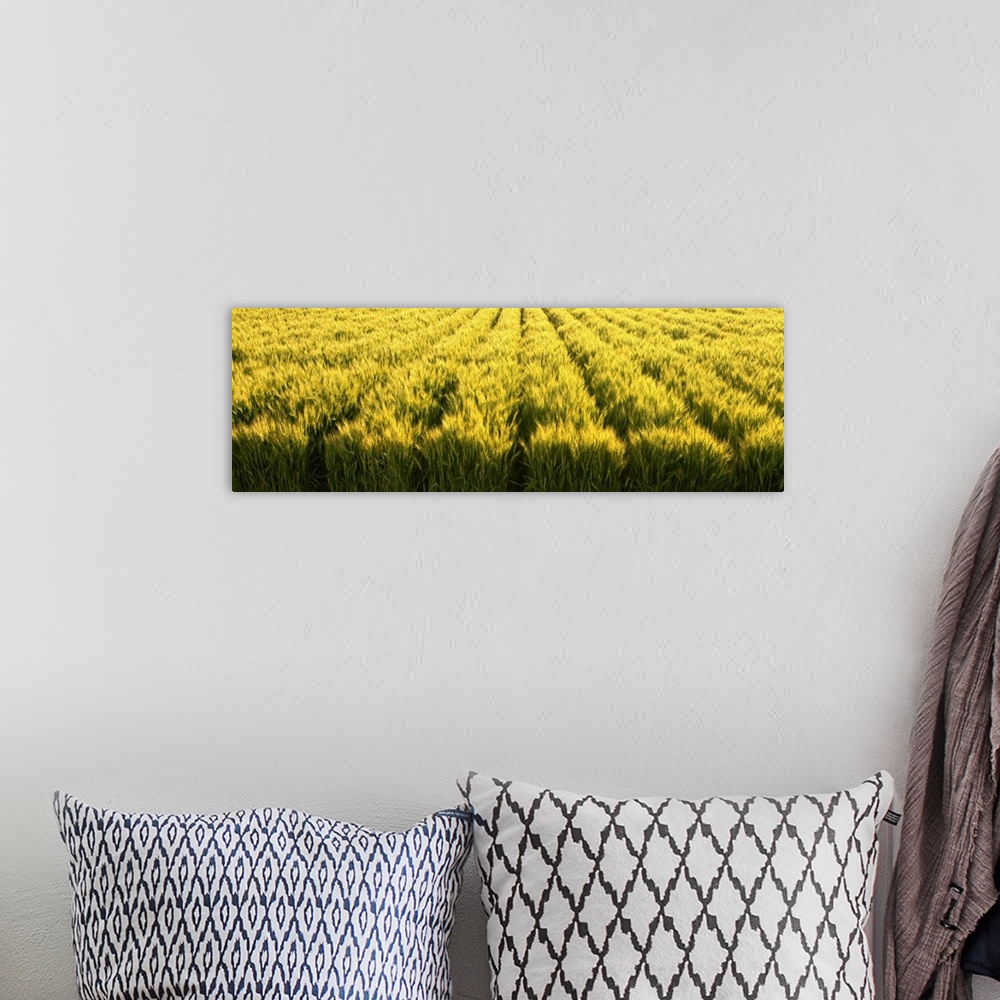 A bohemian room featuring Green wheat field beginning to ripen, Idaho