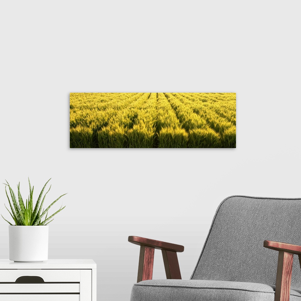 A modern room featuring Green wheat field beginning to ripen, Idaho