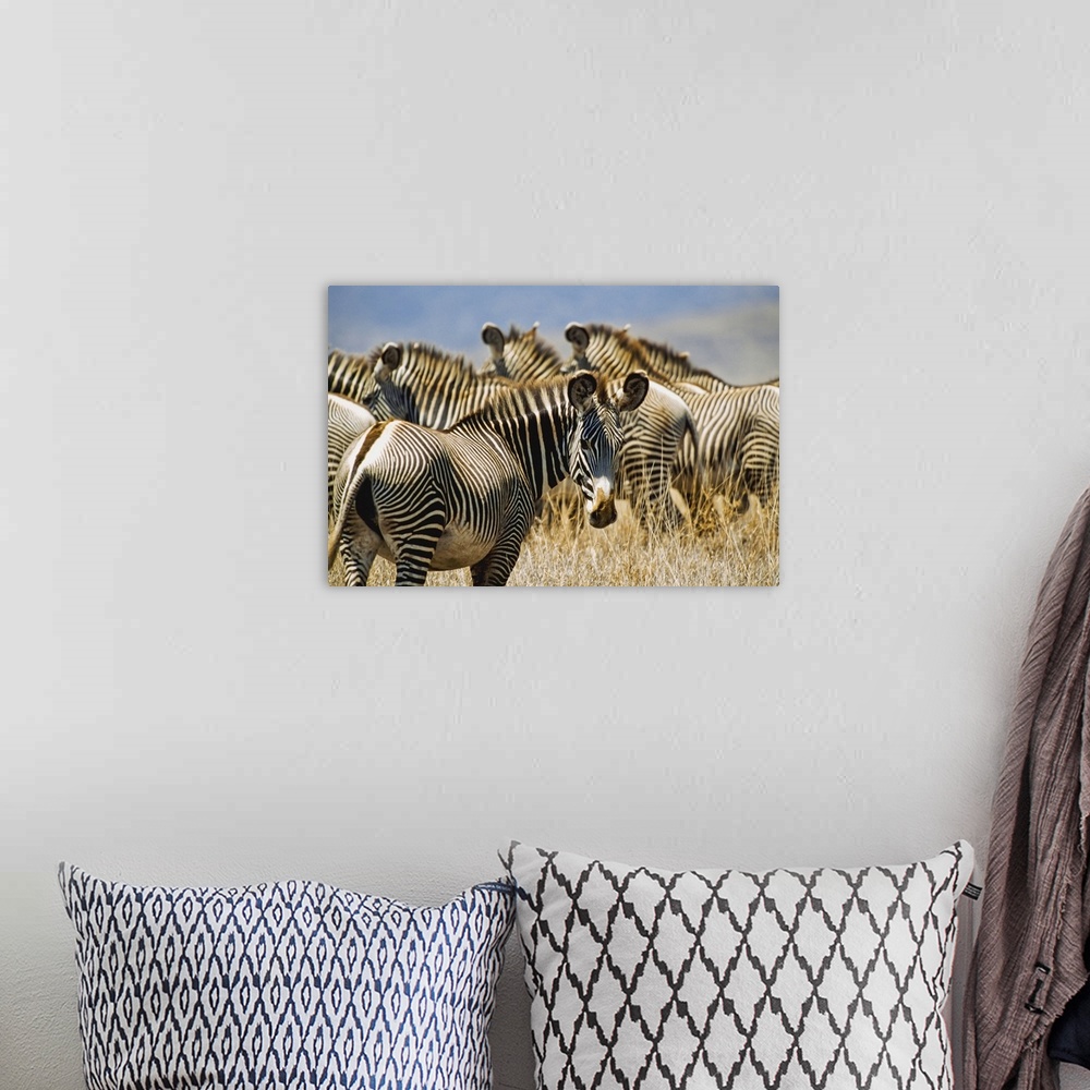 A bohemian room featuring Grevy's Zebras On Savannah, Kenya