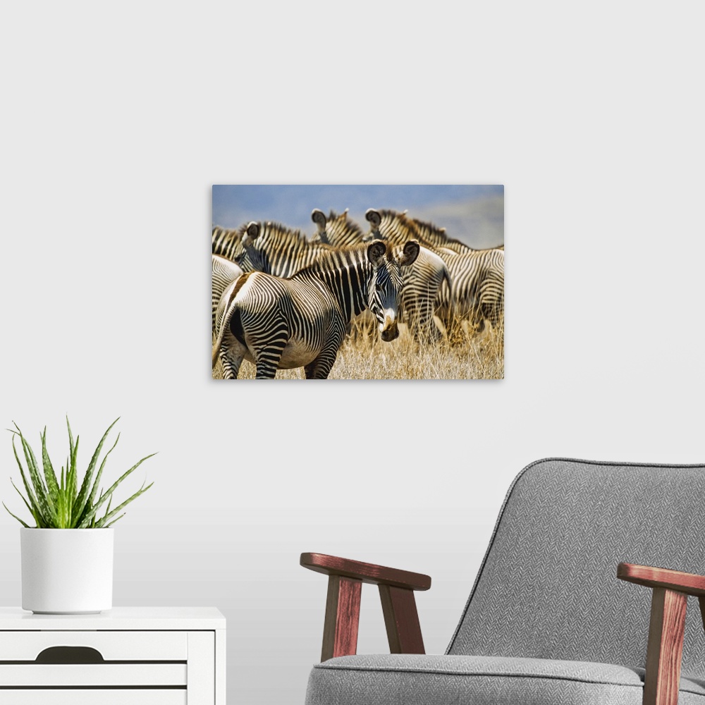 A modern room featuring Grevy's Zebras On Savannah, Kenya