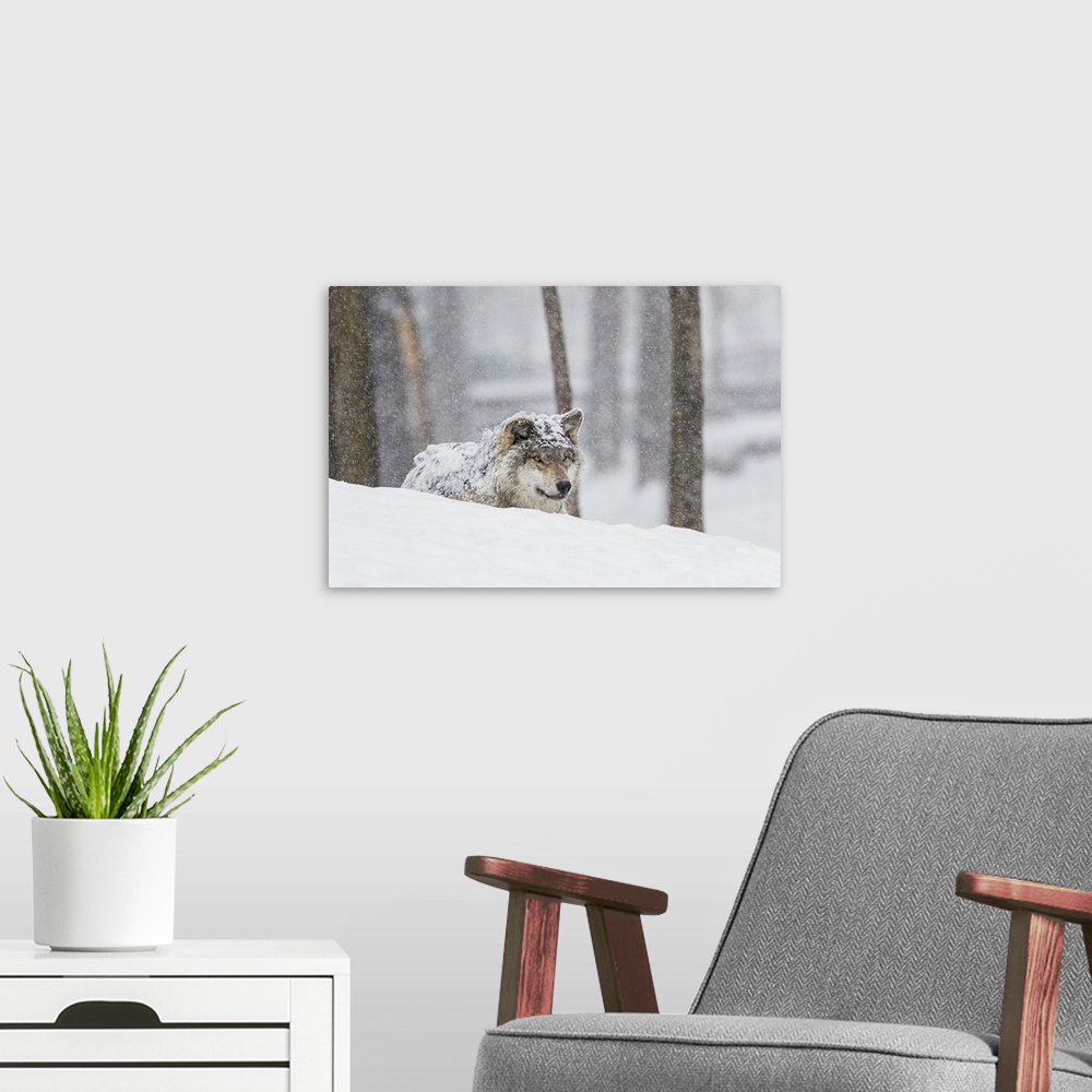 A modern room featuring Grey wolf (Canis lupus) during a snow storm; Montebello, Quebec, Canada