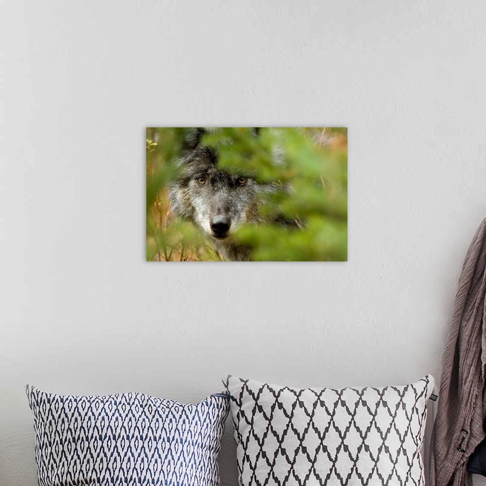 A bohemian room featuring Grey Wolf, Outside Golden, British Columbia, Canada