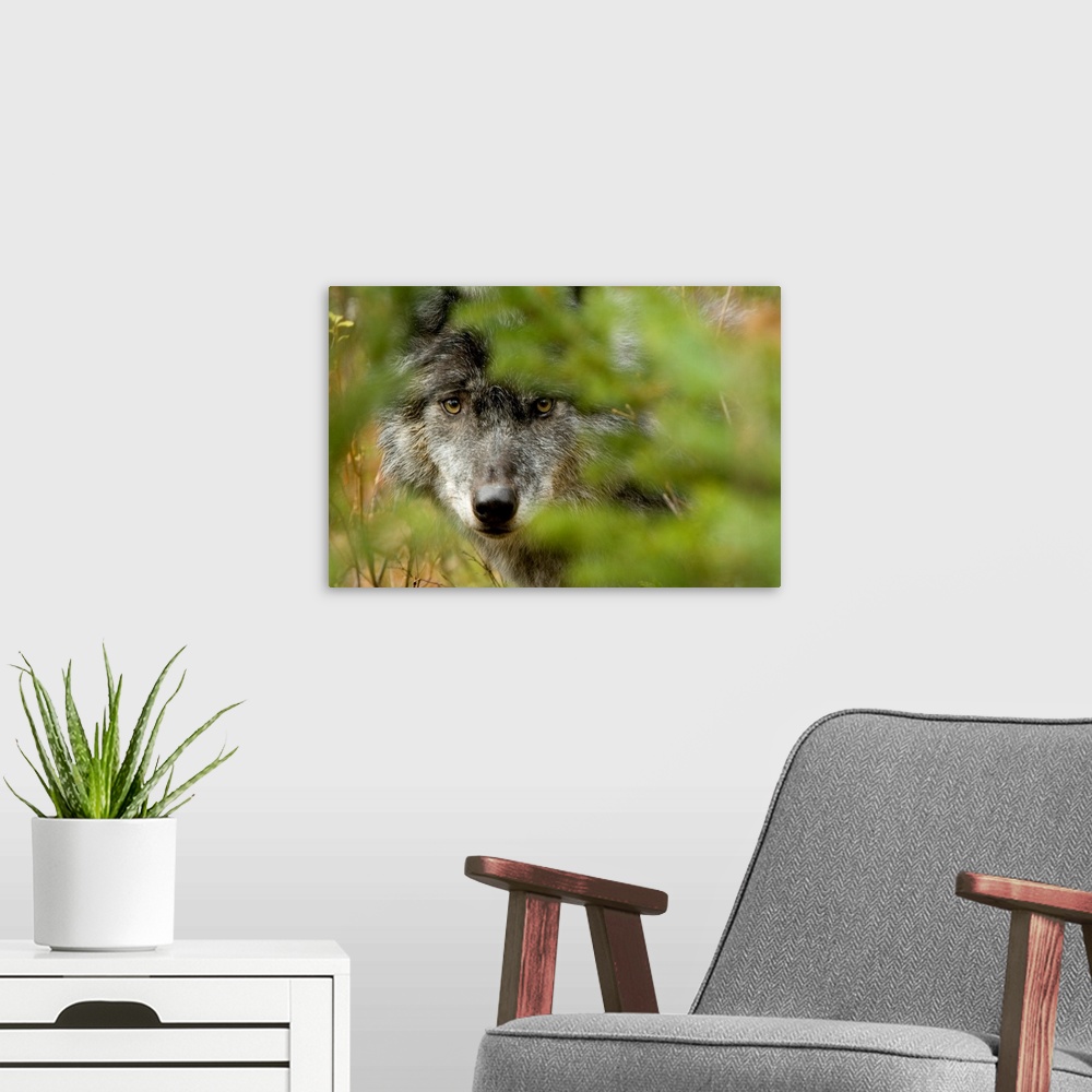 A modern room featuring Grey Wolf, Outside Golden, British Columbia, Canada