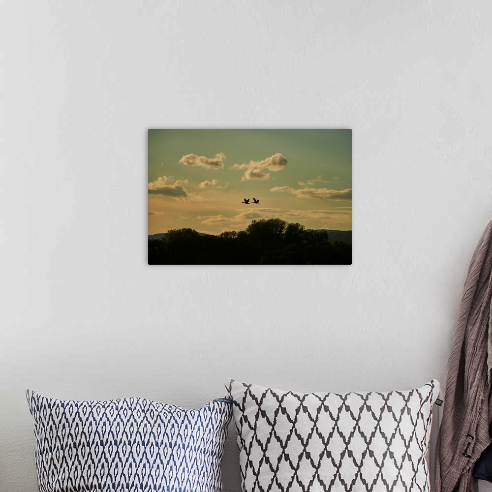 A bohemian room featuring Greylag geese (Anser anser) flying in coloured clouds above treetops at sunset, Bavarian Forest, ...