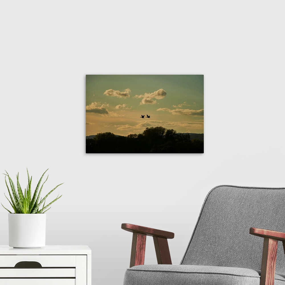 A modern room featuring Greylag geese (Anser anser) flying in coloured clouds above treetops at sunset, Bavarian Forest, ...