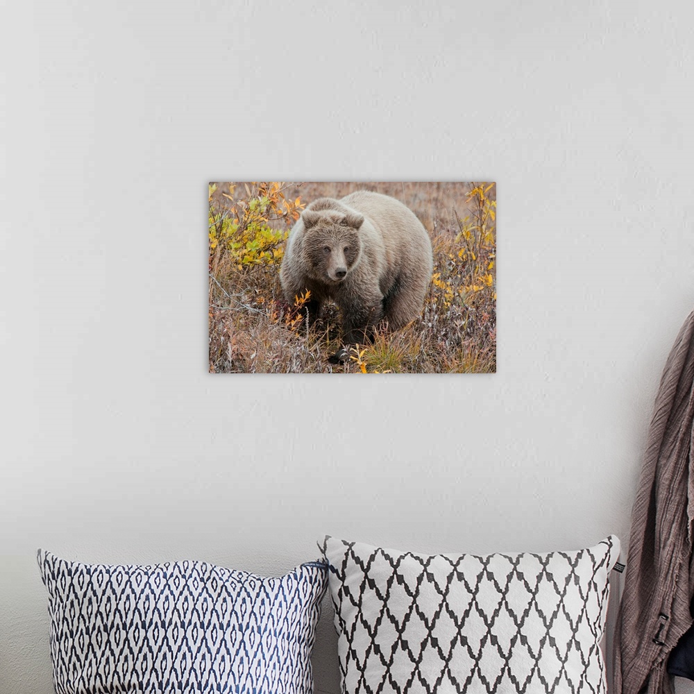 A bohemian room featuring Grizzly amongst fall foliage in Denali National Park