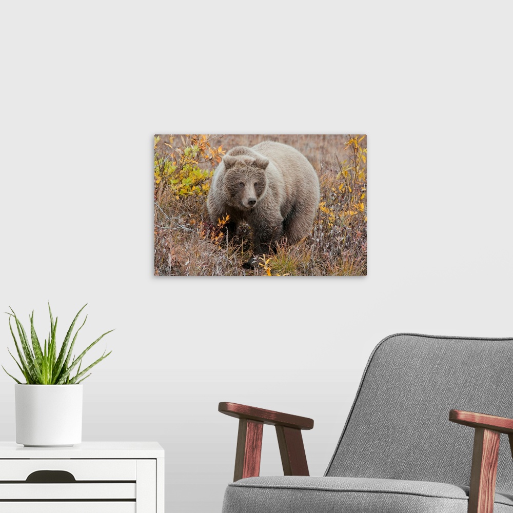 A modern room featuring Grizzly amongst fall foliage in Denali National Park