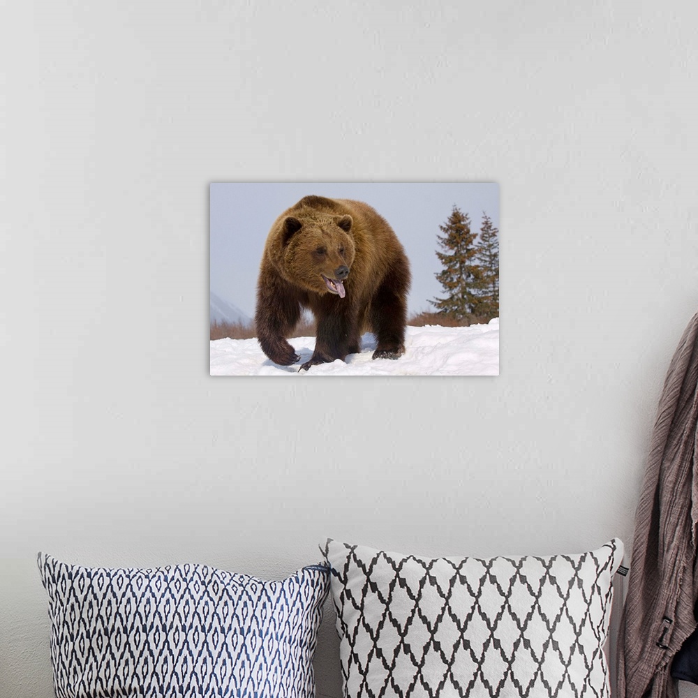 A bohemian room featuring Grizzly Bear At The Alaska Wildlife Conservation Center, Southcentral Alaska