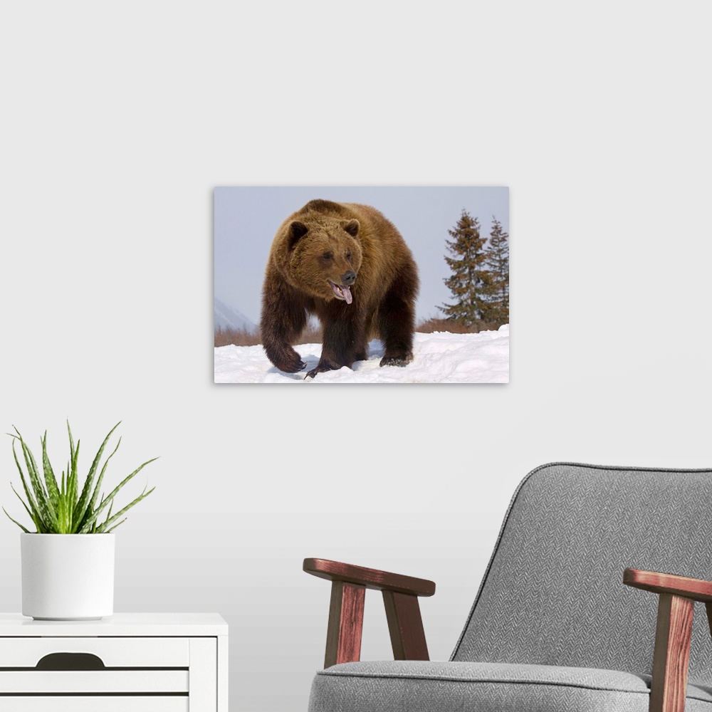 A modern room featuring Grizzly Bear At The Alaska Wildlife Conservation Center, Southcentral Alaska