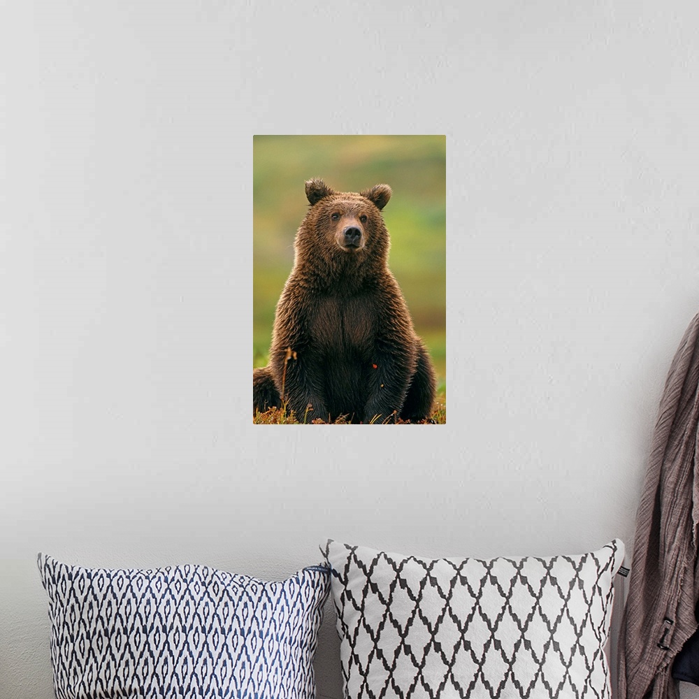 A bohemian room featuring Grizzly Bear, Denali National Park, Alaska