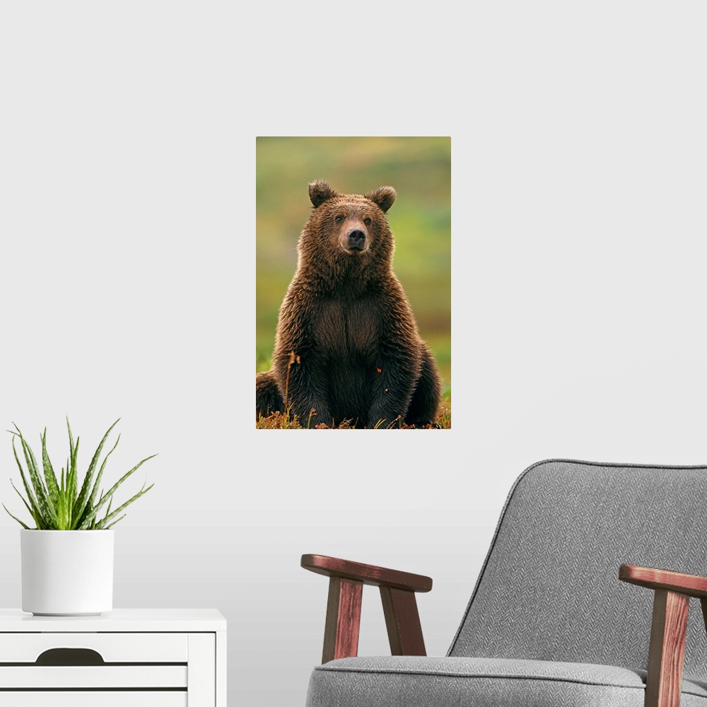 A modern room featuring Grizzly Bear, Denali National Park, Alaska