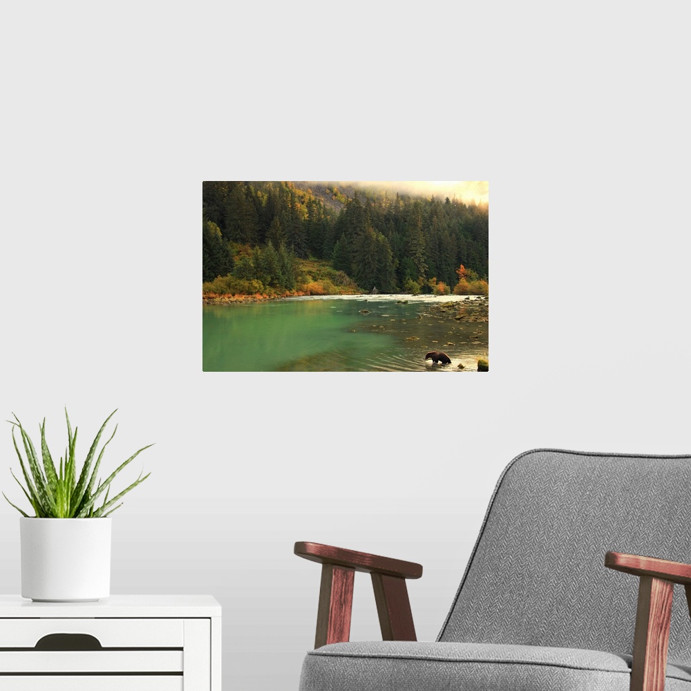 A modern room featuring Grizzly Bear Fishing In Chilkoot River, Haines, Alaska, Canada