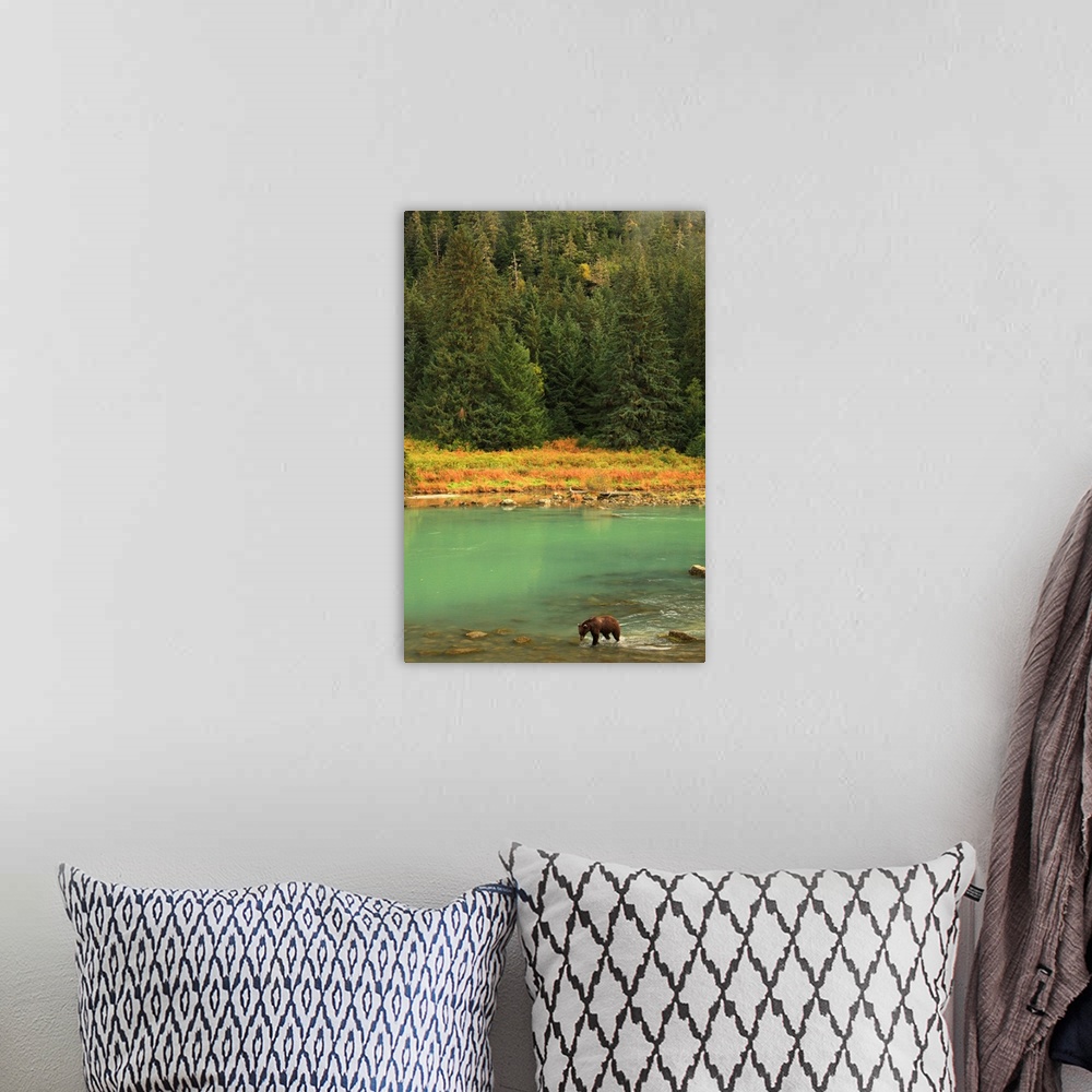 A bohemian room featuring Grizzly Bear Fishing In Chilkoot River, Haines, Alaska, Canada