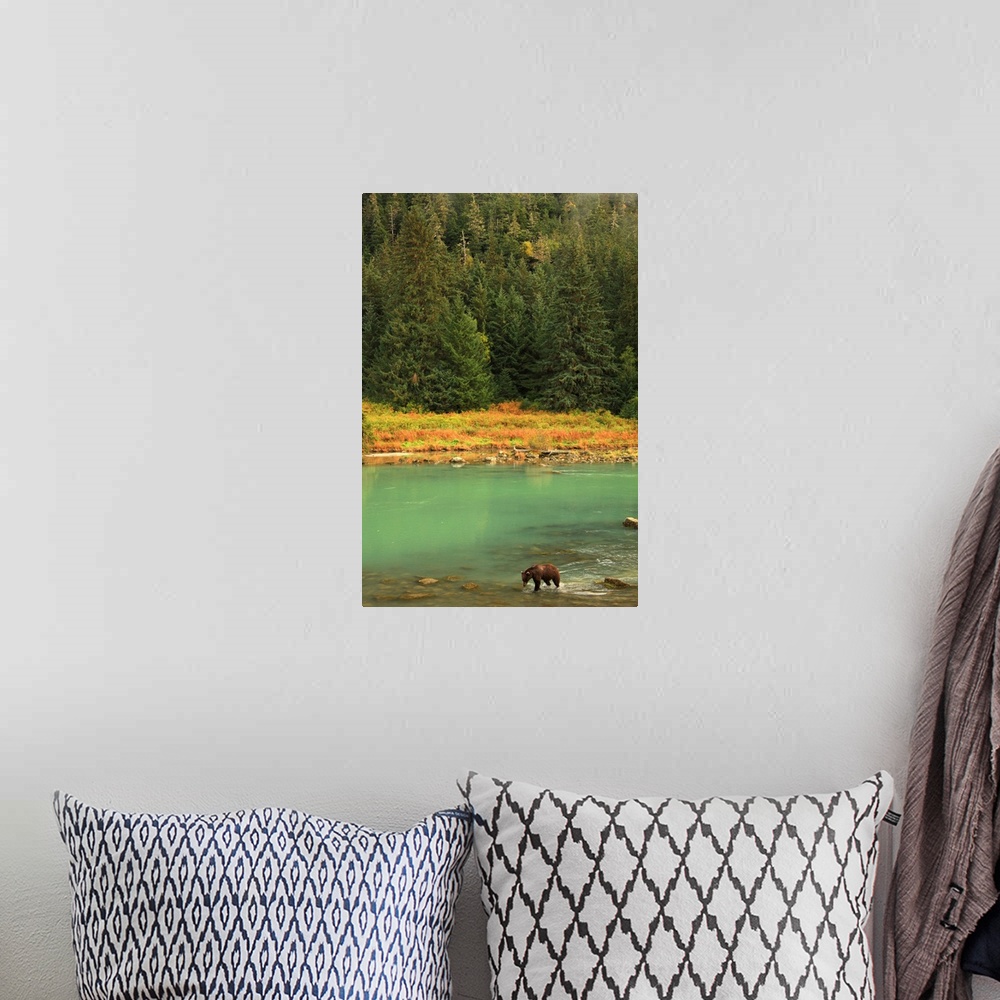 A bohemian room featuring Grizzly Bear Fishing In Chilkoot River, Haines, Alaska, Canada