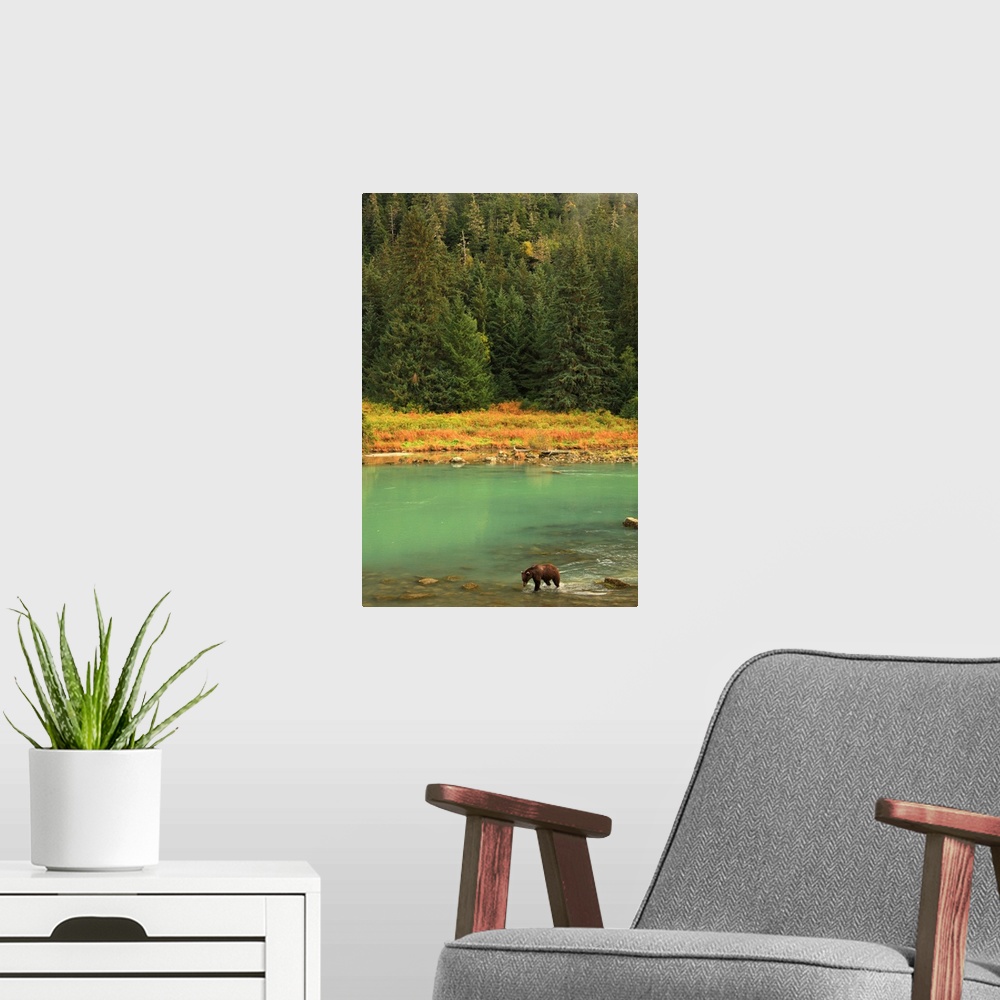 A modern room featuring Grizzly Bear Fishing In Chilkoot River, Haines, Alaska, Canada