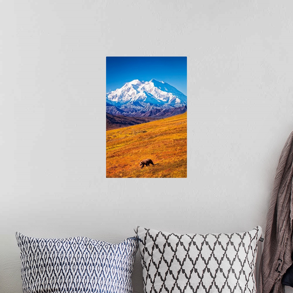 A bohemian room featuring Grizzly bear (Ursus arctos horribilis) taking a stroll on autumn coloured tundra with a view of M...