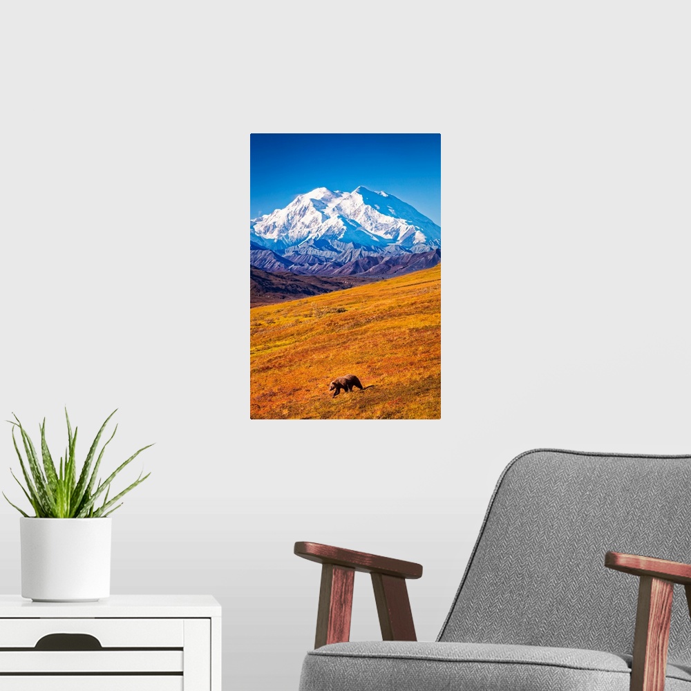 A modern room featuring Grizzly bear (Ursus arctos horribilis) taking a stroll on autumn coloured tundra with a view of M...