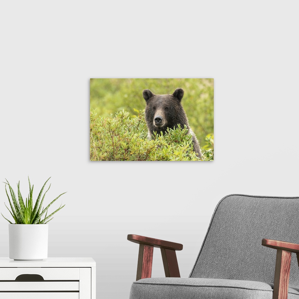 A modern room featuring Grizzly bear (ursus arctos horribilis) looking out from behind foliage along the roadside, Dawson...
