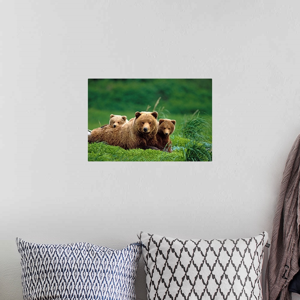A bohemian room featuring Grizzly bear mother and cubs lay in field