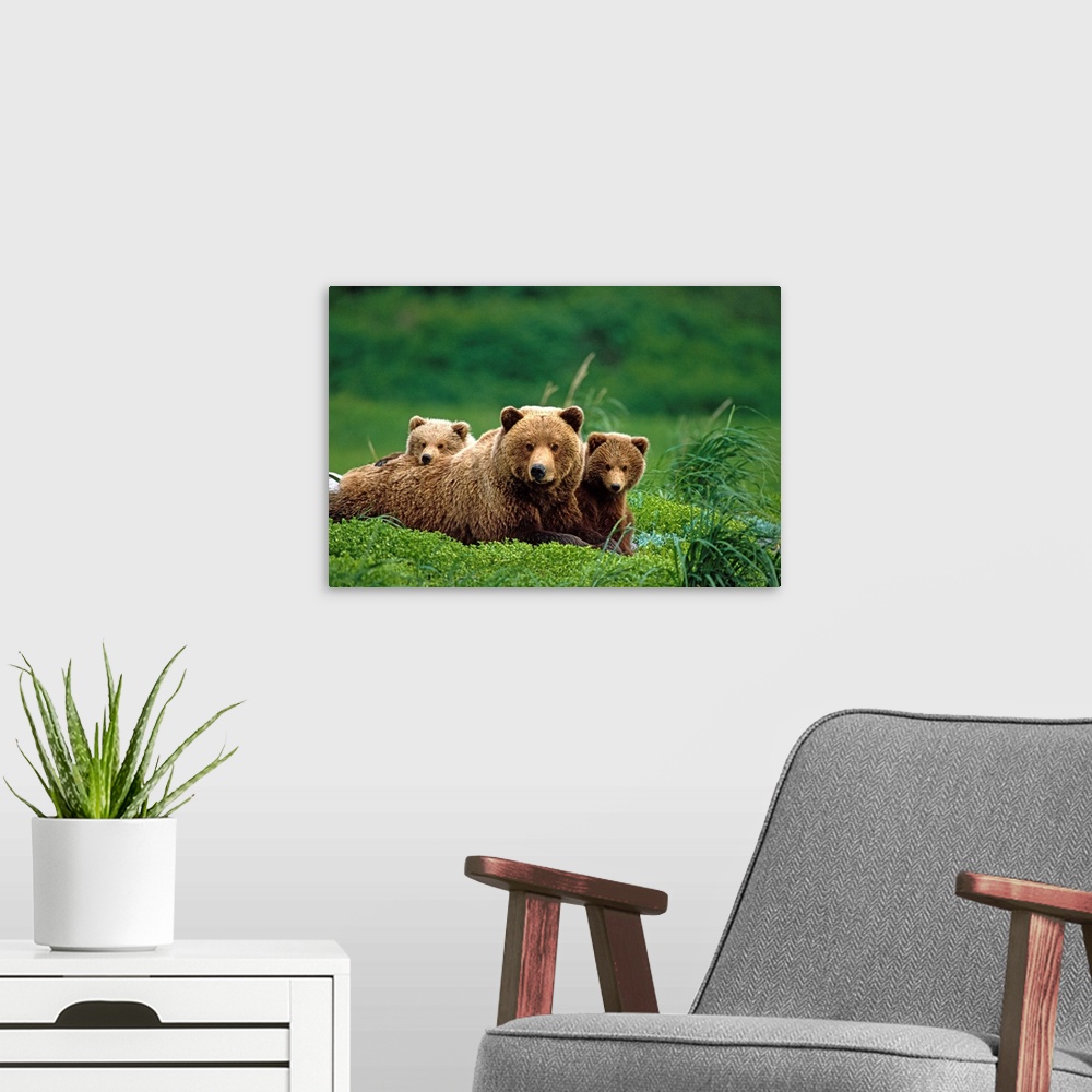 A modern room featuring Grizzly bear mother and cubs lay in field