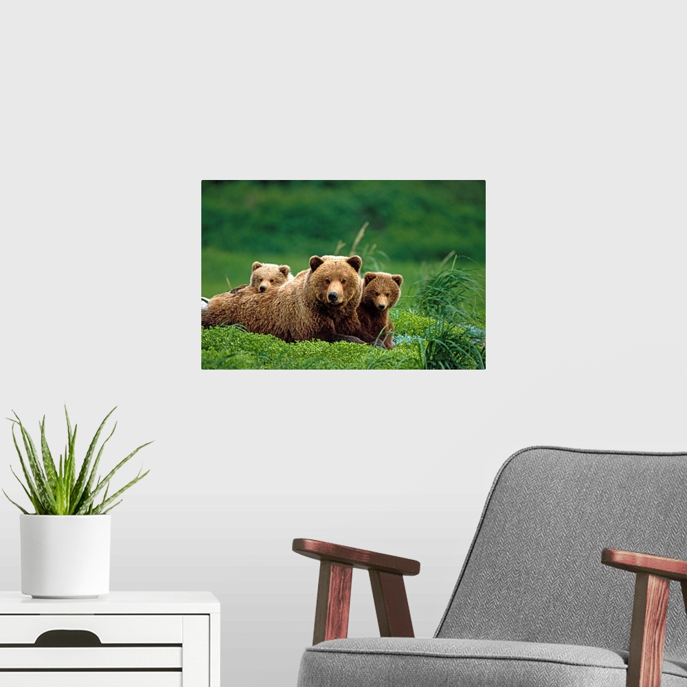 A modern room featuring Grizzly bear mother and cubs lay in field