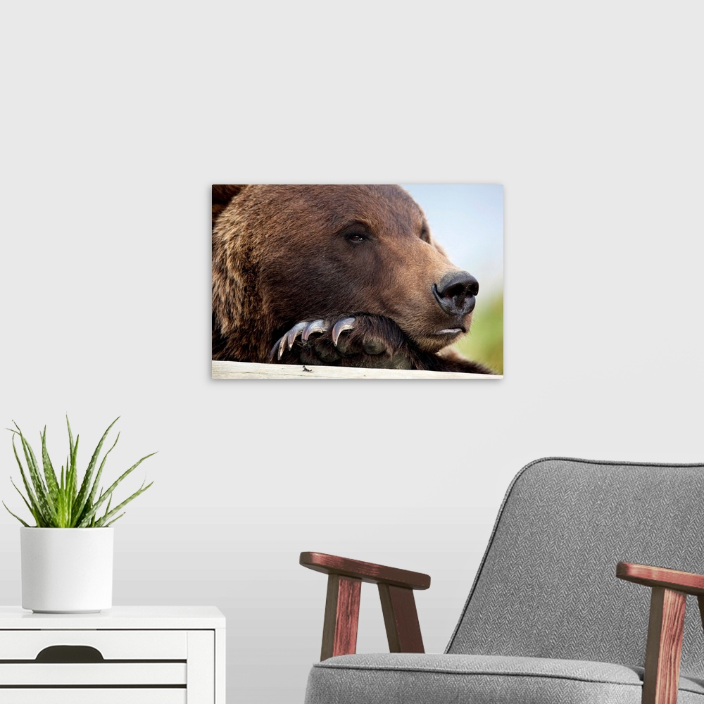 A modern room featuring Grizzly Bear Rests Its Head On A Log At The Alaska Wildlife Conservation Center