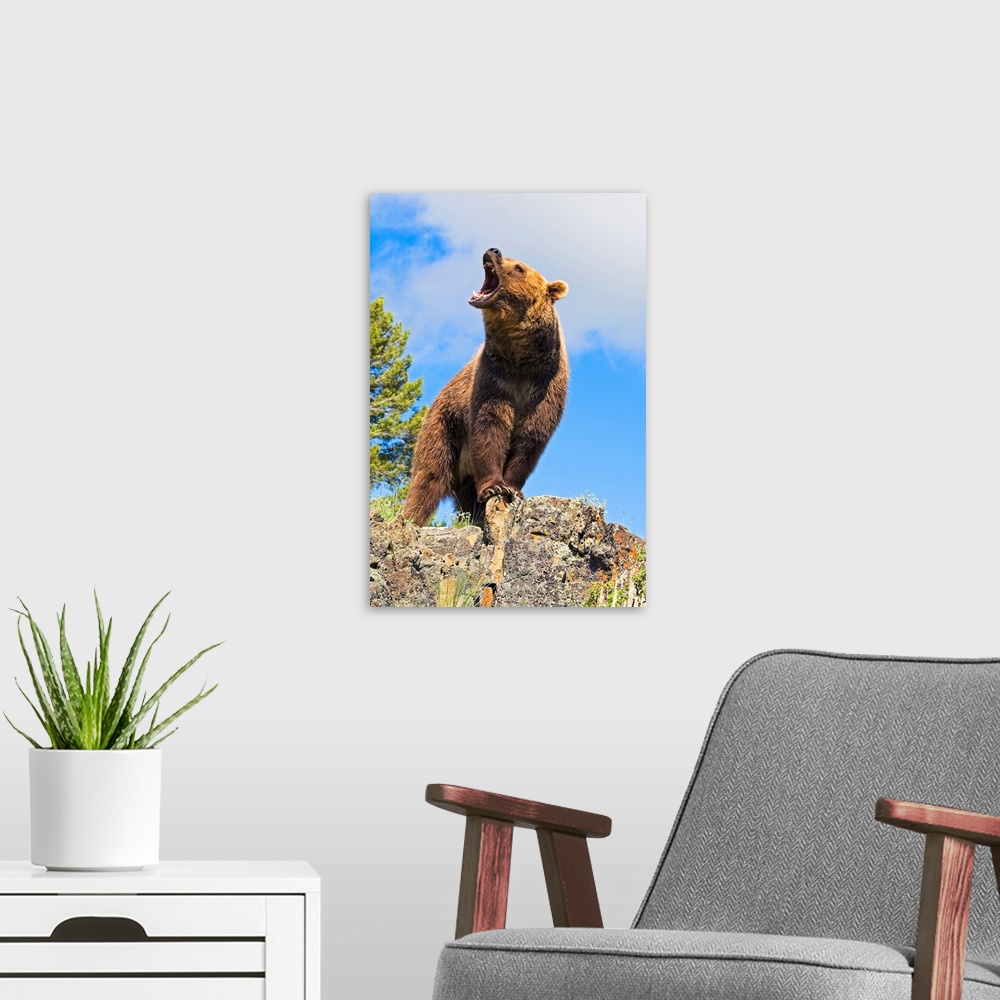 A modern room featuring Grizzly Bear Roaring