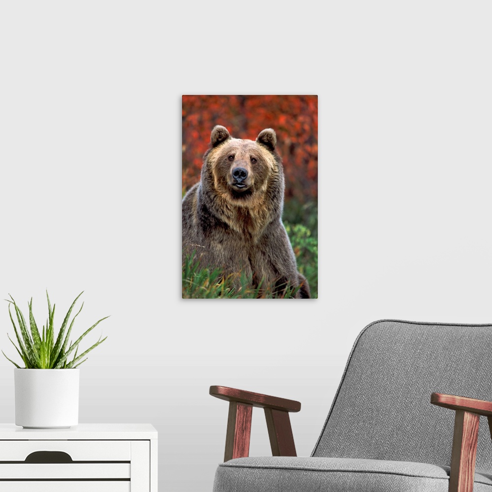 A modern room featuring Grizzly Bear, Rocky Mountains