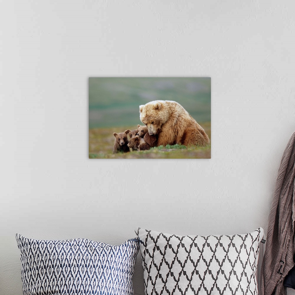 A bohemian room featuring Grizzly Bear sow with four young cubs near Moraine Creek Katmai National Park
