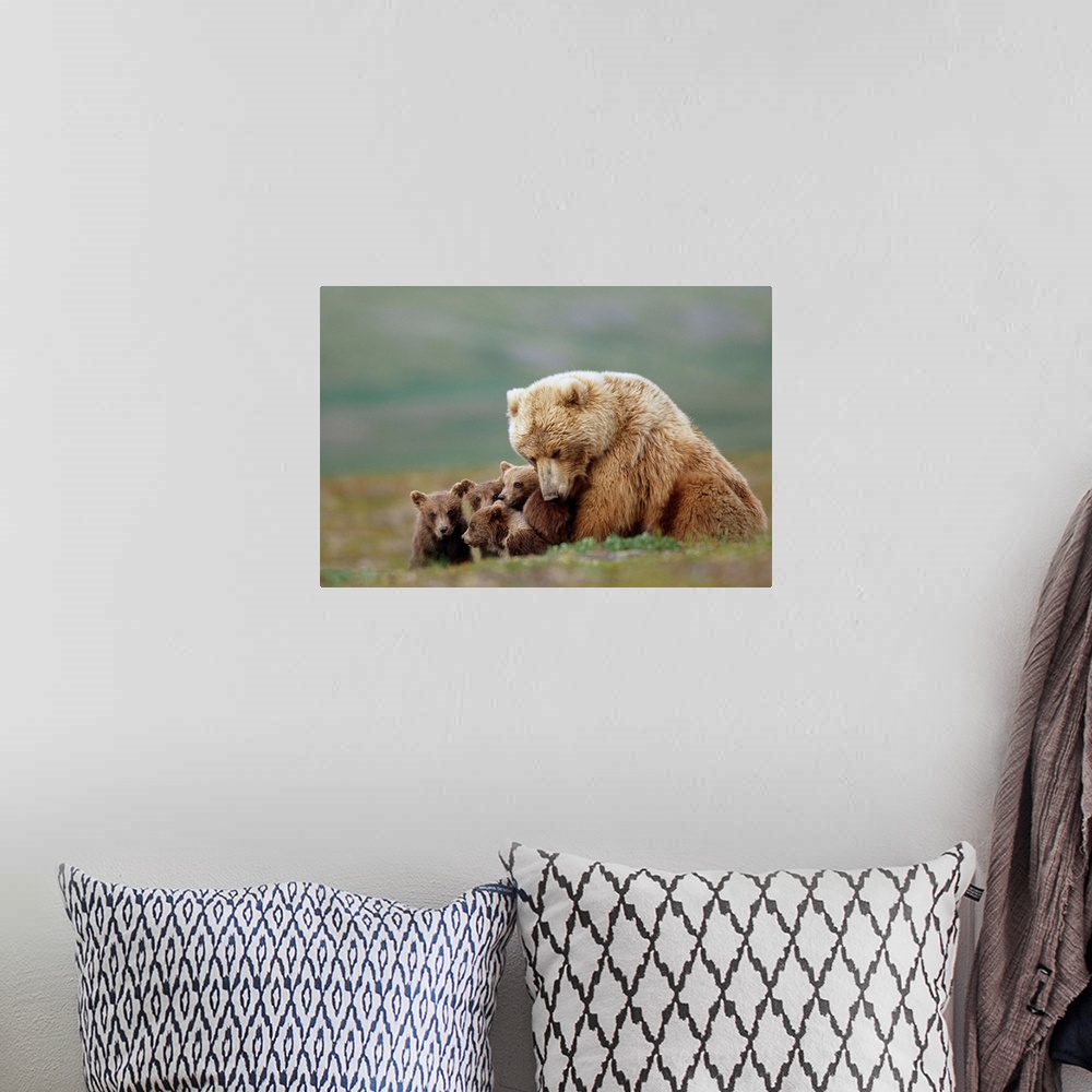 A bohemian room featuring Grizzly Bear sow with four young cubs near Moraine Creek Katmai National Park