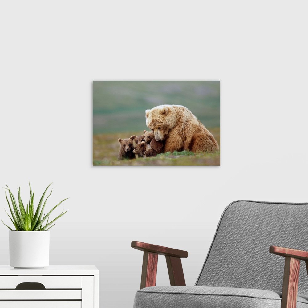 A modern room featuring Grizzly Bear sow with four young cubs near Moraine Creek Katmai National Park