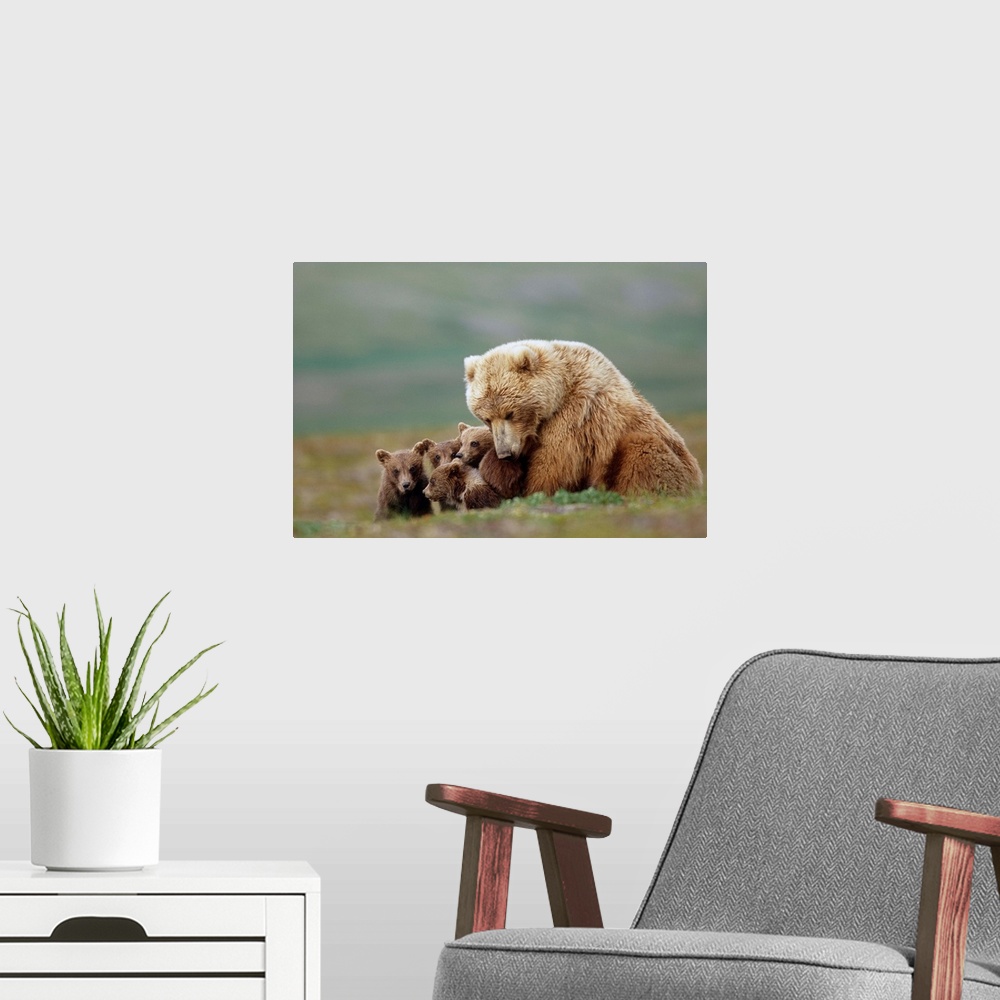 A modern room featuring Grizzly Bear sow with four young cubs near Moraine Creek Katmai National Park