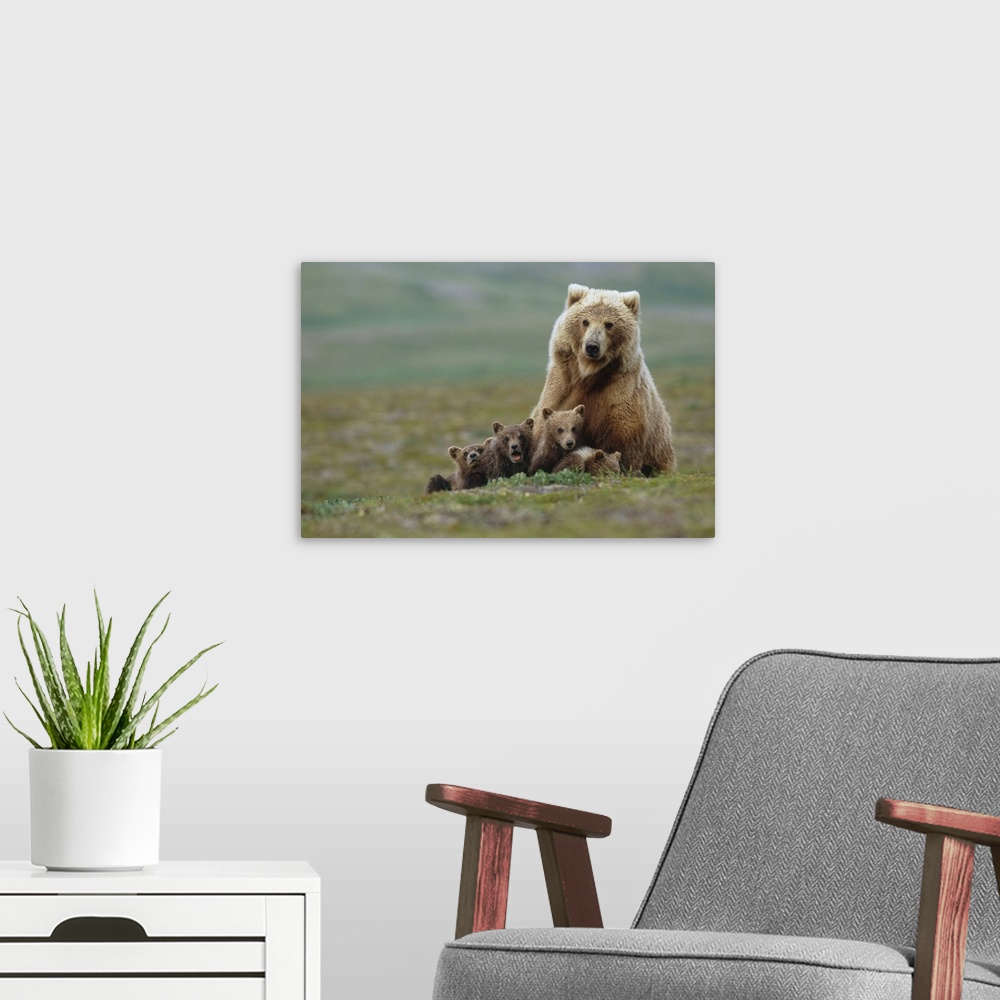 A modern room featuring Grizzly Bear Sow W/4 Young Cubs Near Moraine Creek Katmai National Park Southwest Alaska Summer