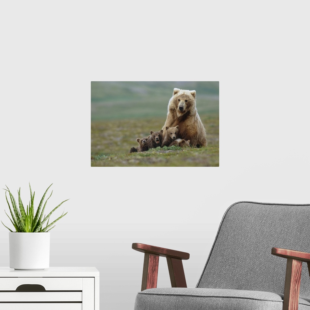 A modern room featuring Grizzly Bear Sow W/4 Young Cubs Near Moraine Creek Katmai National Park Southwest Alaska Summer