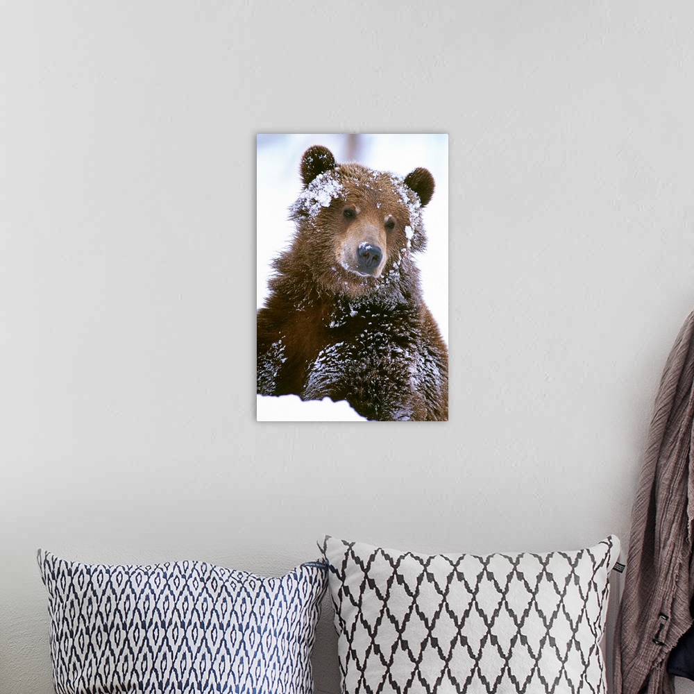 A bohemian room featuring Grizzly bear standing with face covered in snow