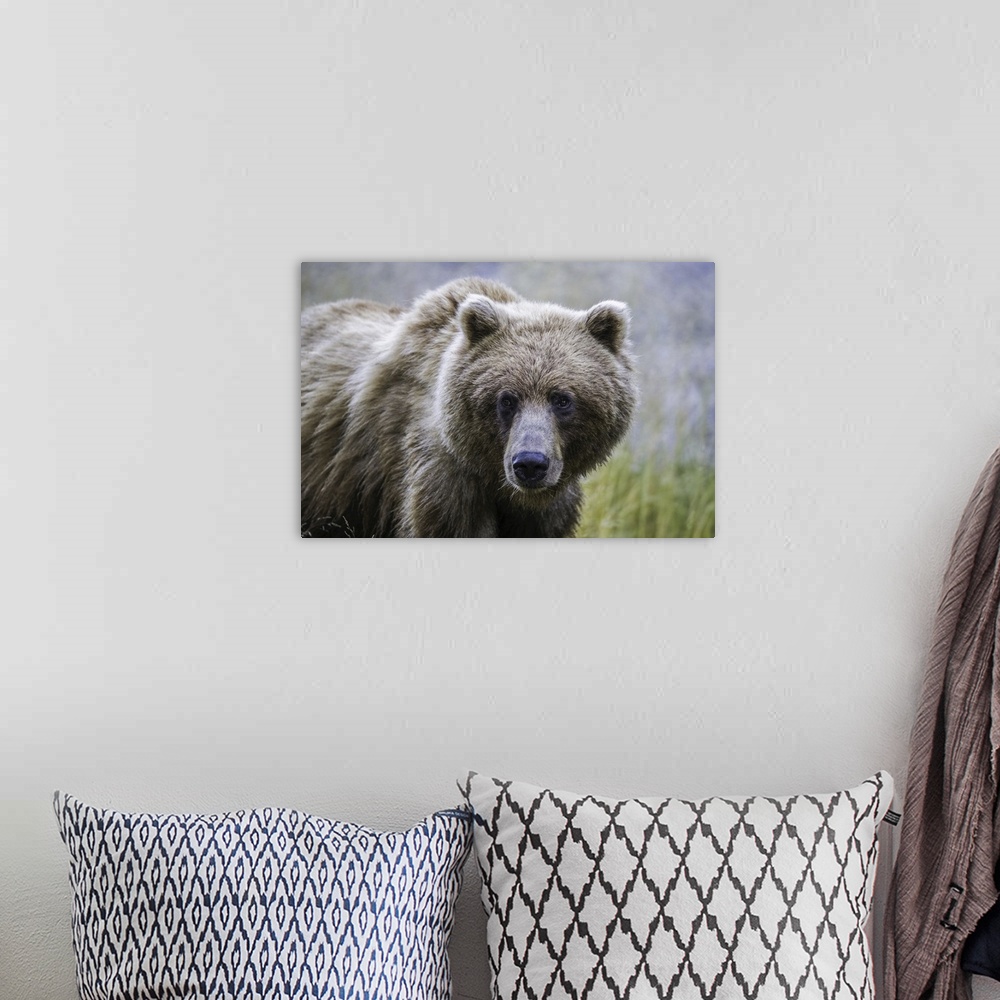 A bohemian room featuring Grizzly bear (ursus arctos horribilis), Taku River, Atlin, British Columbia, Canada.