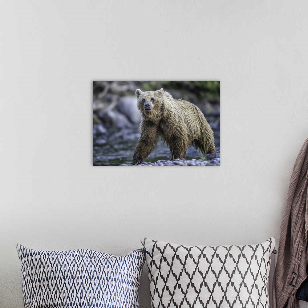 A bohemian room featuring Grizzly bear (ursus arctos horribilus), Taku River, Atlin, British Columbia, Canada.