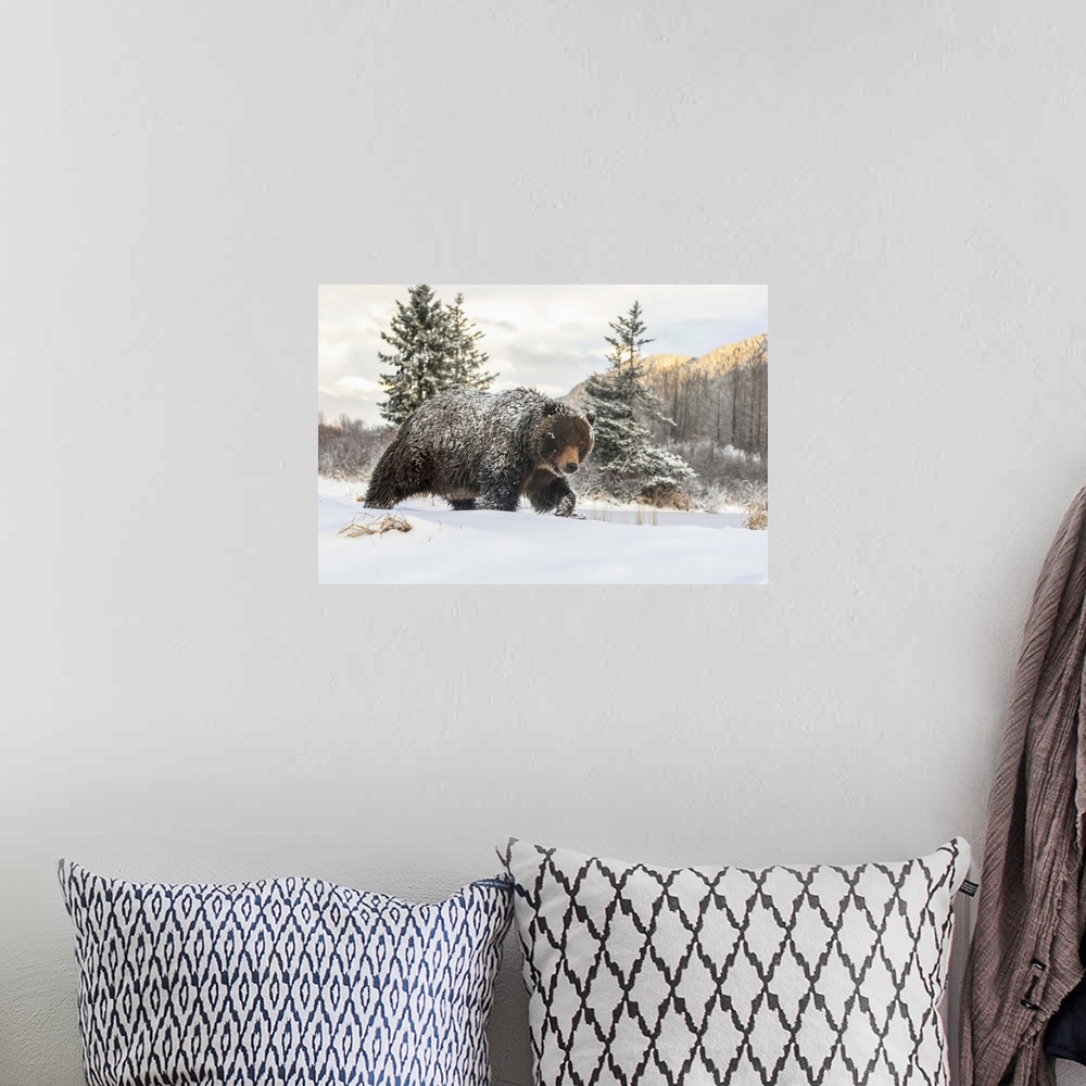 A bohemian room featuring Grizzly bear (Ursus arctic sp.) walking in the snow, Alaska Wildlife Conservation Center, South-c...