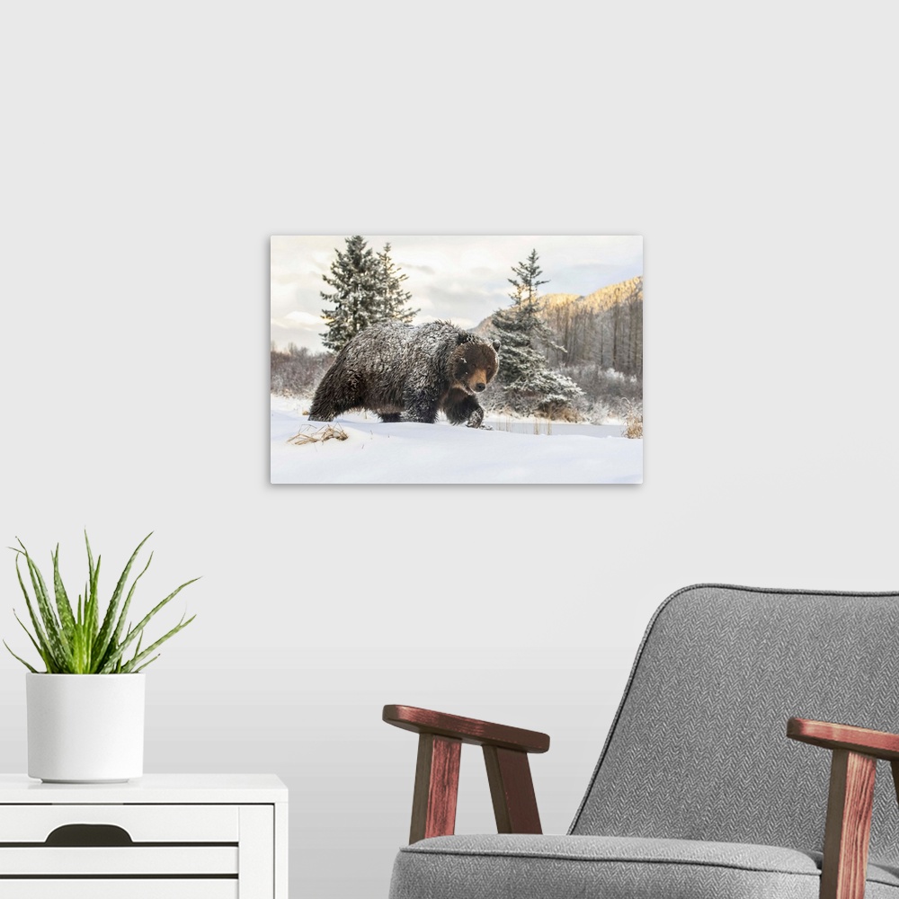 A modern room featuring Grizzly bear (Ursus arctic sp.) walking in the snow, Alaska Wildlife Conservation Center, South-c...