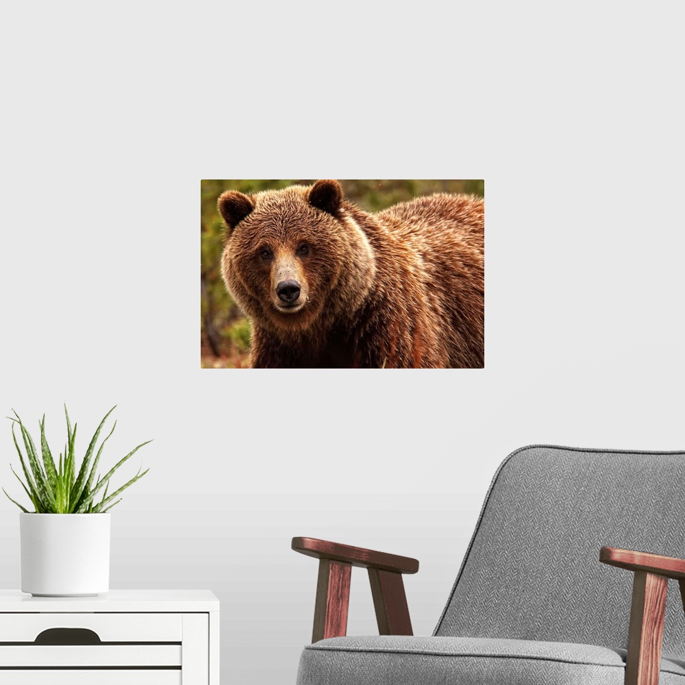 A modern room featuring Grizzly Bear, Yukon, Canada