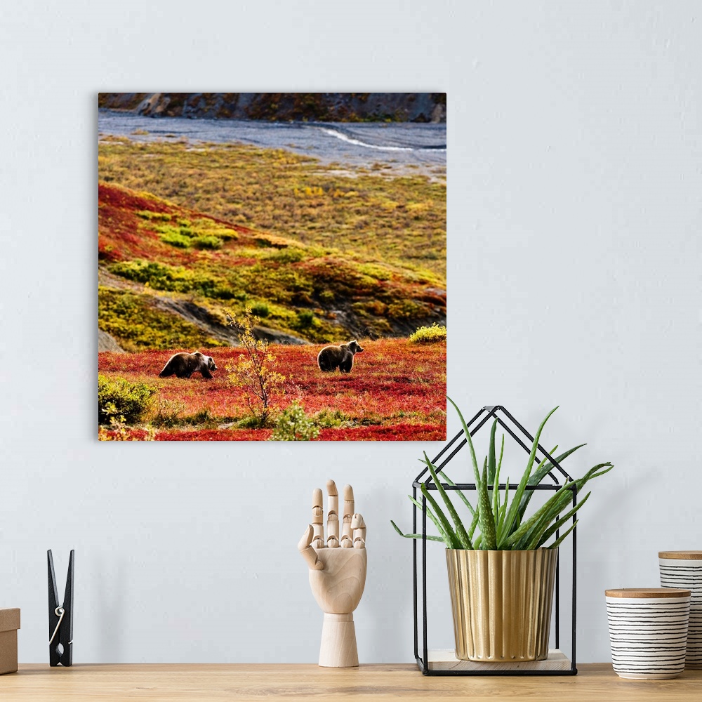 A bohemian room featuring Grizzly Bears And Fall Colours, Denali National Park, Alaska