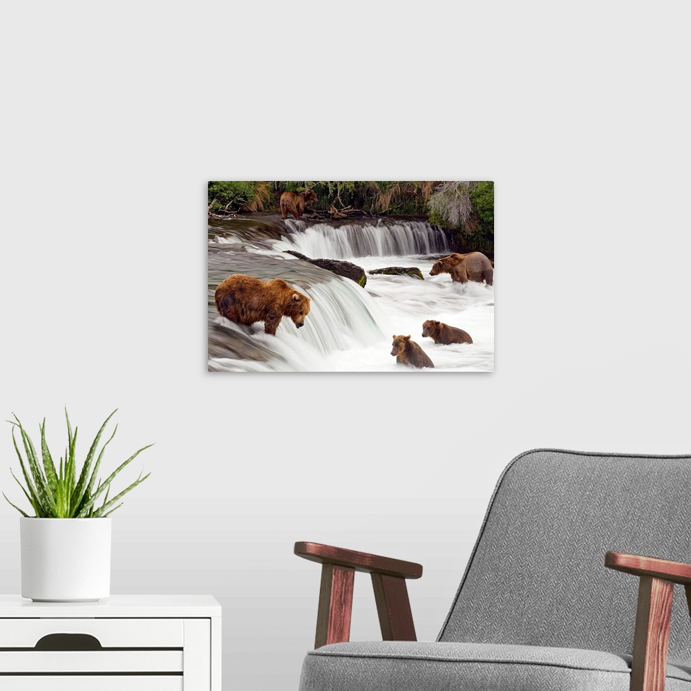 A modern room featuring Big canvas print of brown bears trying to catch fish near a small waterfall in the forest.