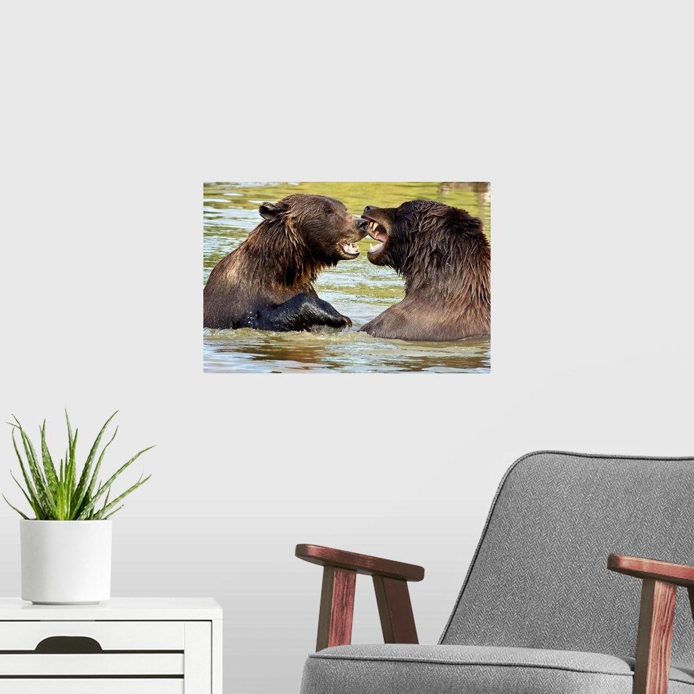 A modern room featuring Grizzly Bears play fighting at the Alaska Wildlife Conservation Center, Alaska