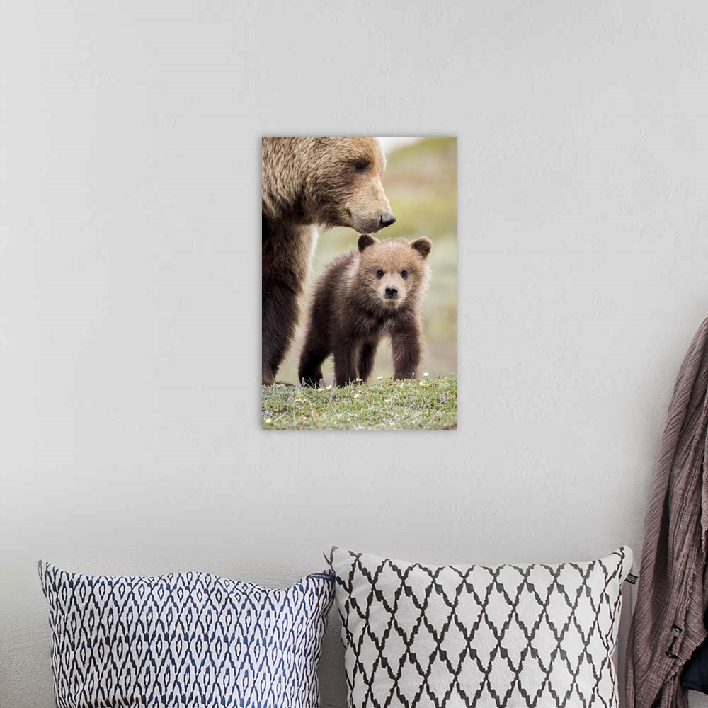 A bohemian room featuring Grizzly Cub With Mother Near The Park Road In Spring, Denali National Park, Interior Alaska, USA
